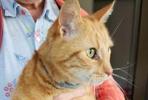 Discovery alert Cat Male Sombreffe Belgium
