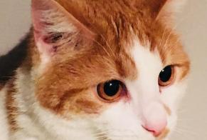 Disappearance alert Cat Male , 8 years Estinnes Belgium