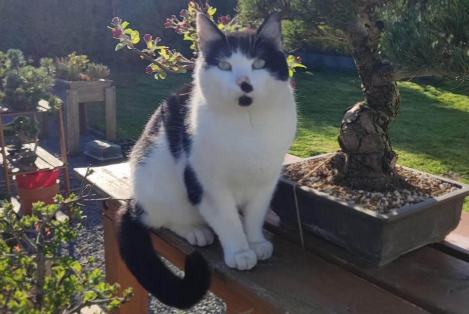 Disappearance alert Cat Male , 9 years La Bruyère Belgium