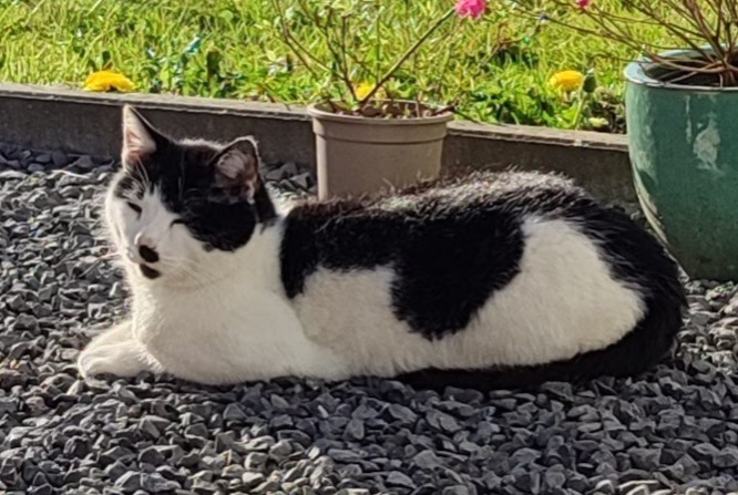 Disappearance alert Cat Male , 9 years La Bruyère Belgium