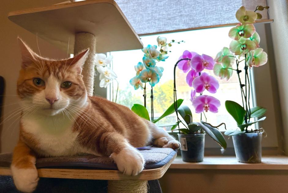 Disappearance alert Cat  Male , 4 years Zemst Belgium