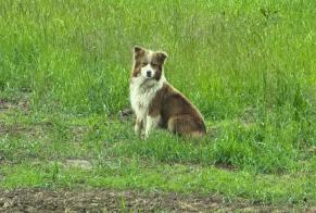 Discovery alert Dog  Unknown Merbes-le-Château Belgium