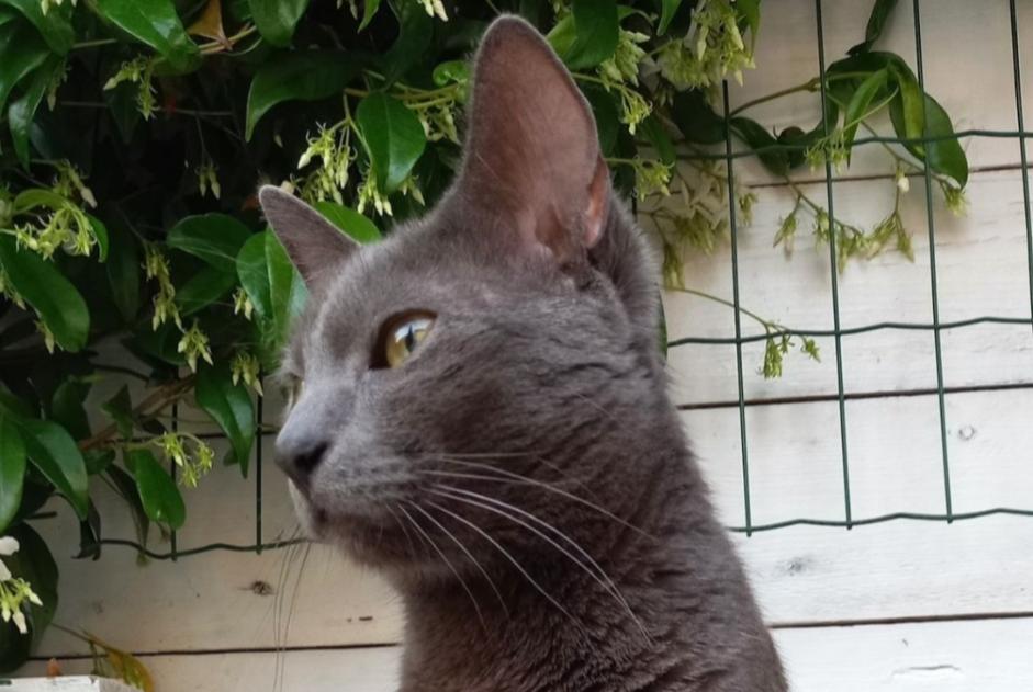 Cat Gone in Saint-Gilles (Bruxelles, Belgium)  - disappearance  Pet Alert  alert #358923