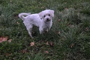 Disappearance alert Dog  Female , 10 yeahr Liège Belgium