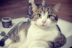 Disappearance alert Cat Male , 4 yeahr Colfontaine Belgium