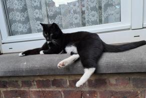 Disappearance alert Cat Male , 2 yeahr Charleroi Belgium