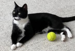 Disappearance alert Cat miscegenation Male , 5 yeahr Antwerpen Belgium