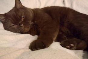 Disappearance alert Cat  Male , 3 yeahr Saint-Gilles Belgium