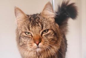 Disappearance alert Cat Male , 1 yeahr Blegny Belgium