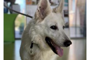 Discovery alert Dog  Female Koksijde Belgium