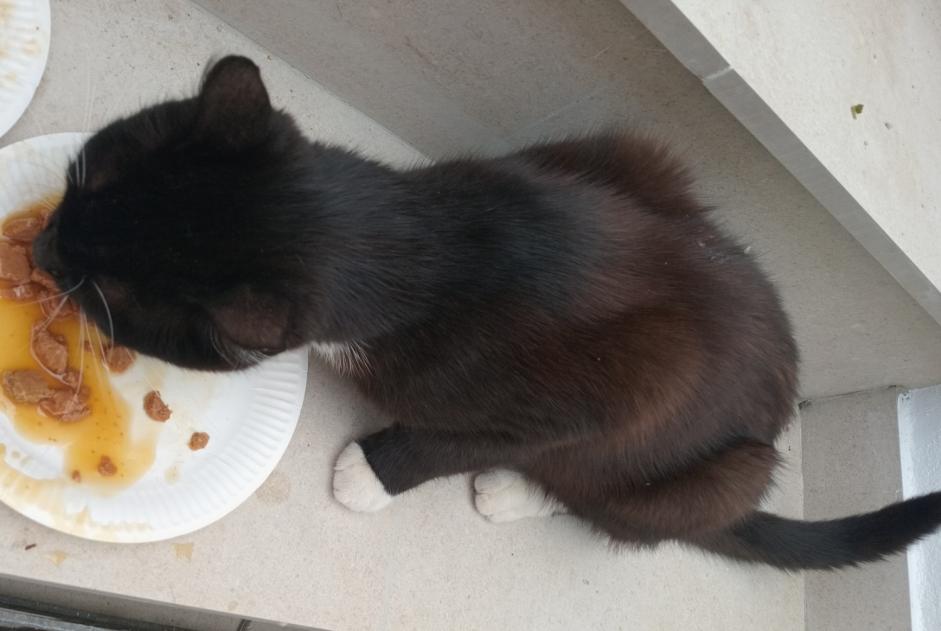 Cat Found in Liège (Liège, Belgium)  - discovery  Pet Alert  alert #370771