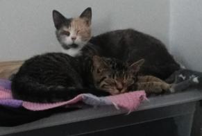 Disappearance alert Cat Female , 1 yeahr Dilbeek Belgium