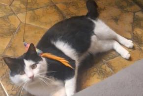 Disappearance alert Cat  Male , 5 yeahr Tournai Belgium