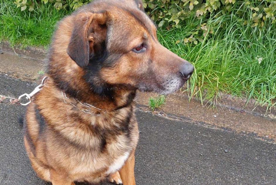 Alerta de Desaparición Perro cruce Macho , 6 años Arlon Bélgica