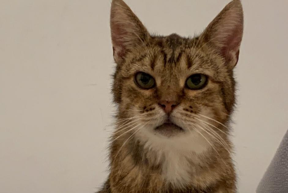 Alerta de Desaparición Gato cruce Macho , 4 años Villers-la-Ville Bélgica