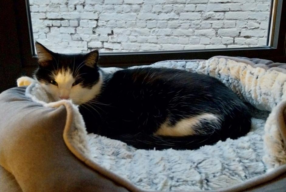 Alerta de Desaparición Gato  Macho , 2 años Anderlecht Bélgica