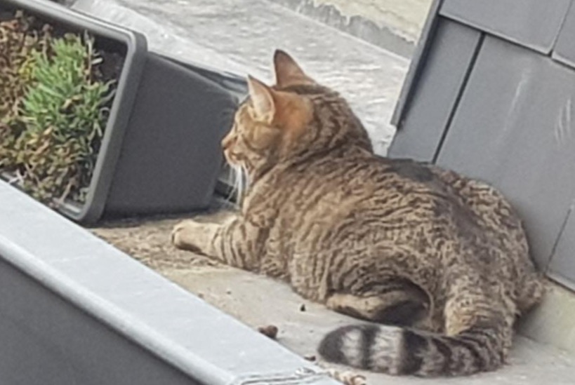 Alerta de Desaparición Gato Macho , 2 años Liège Bélgica