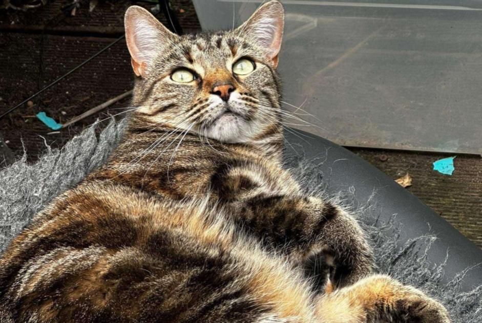 Alerta de Desaparición Gato Hembra , 4 años Gembloux Bélgica