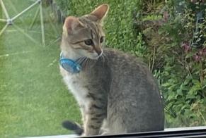 Alerta de Desaparición Gato Hembra , 0 años Bruxelles Bélgica