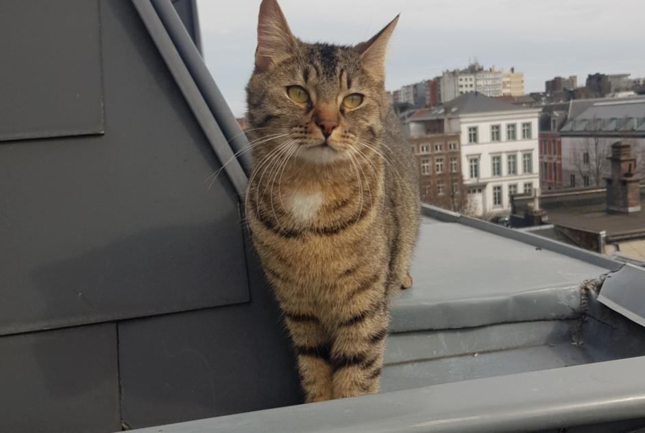 Alerta de Desaparición Gato Macho , 2 años Liège Bélgica