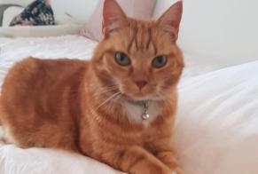 Alerta de Desaparición Gato Hembra , 7 años Uccle Bélgica