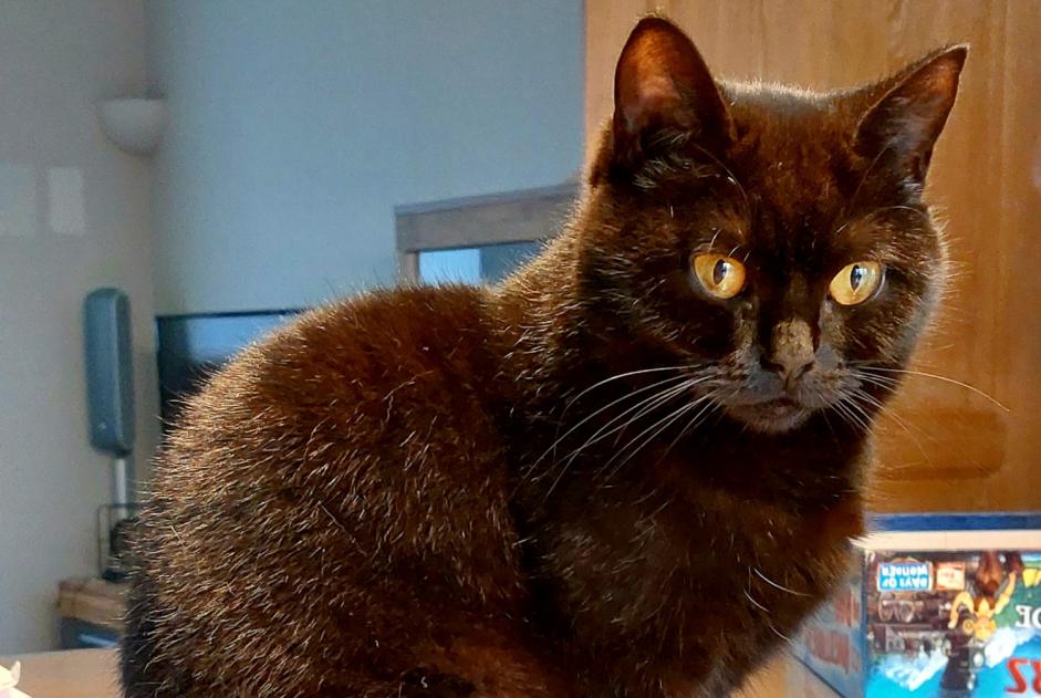 Alerta de Desaparición Gato cruce Hembra , 3 años Zaventem Bélgica