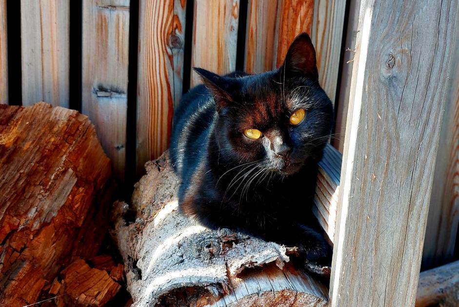 Alerta de Desaparición Gato cruce Hembra , 3 años Zaventem Bélgica