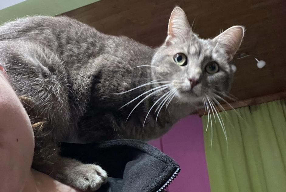 Alerta de Desaparición Gato Macho , 4 años Binche Bélgica