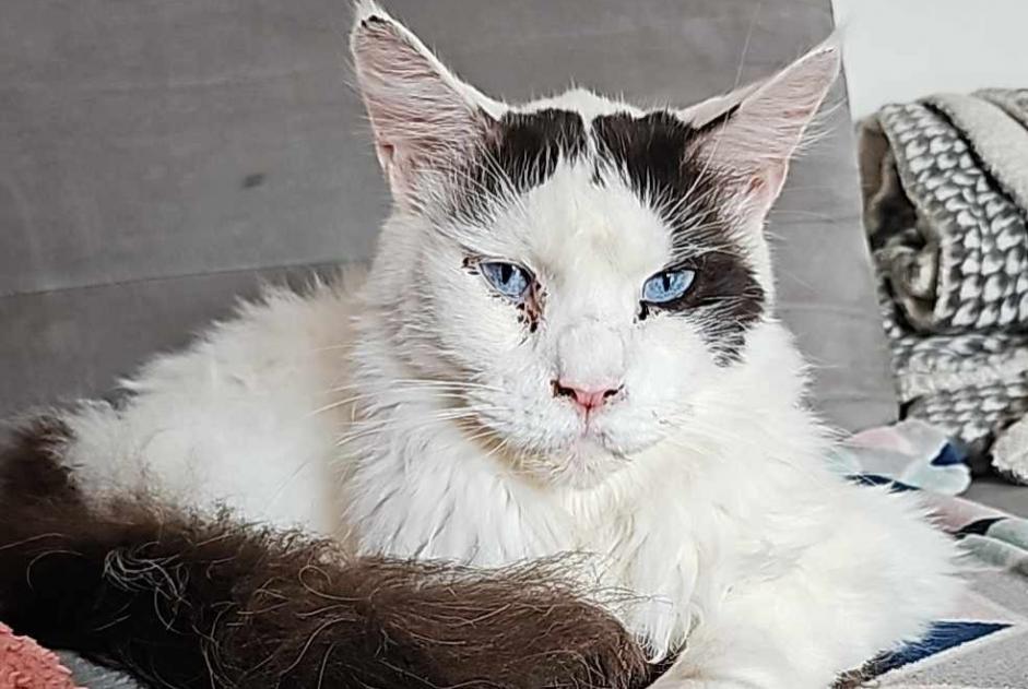 Alerta de Desaparición Gato  Macho , 2 años Tintigny Bélgica