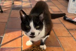 Alerta de Hallazgo Gato  Desconocido Ham-sur-Heure-Nalinnes Bélgica