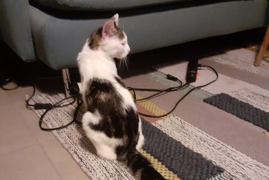 Alerta de Hallazgo Gato Desconocido Molenbeek-Saint-Jean Bélgica