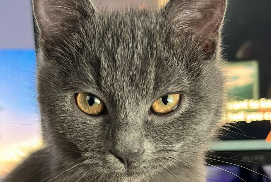 Alerta de Desaparición Gato cruce Hembra , 1 años Edingen Bélgica