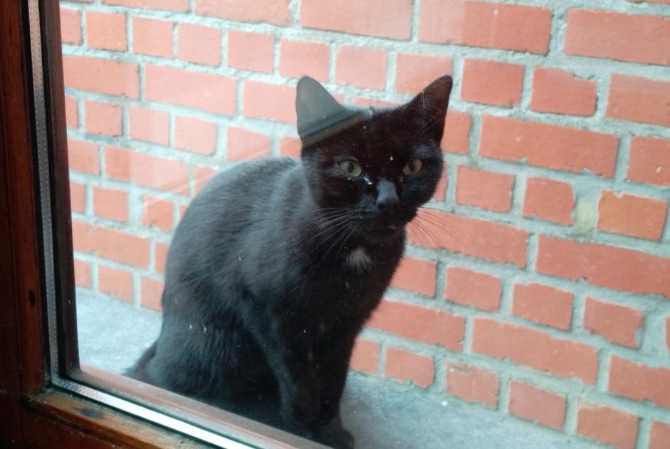 Alerta de Hallazgo Gato Hembra Rumes Bélgica