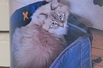 Alerta de Desaparición Gato  Macho , 1 años Uccle Bélgica