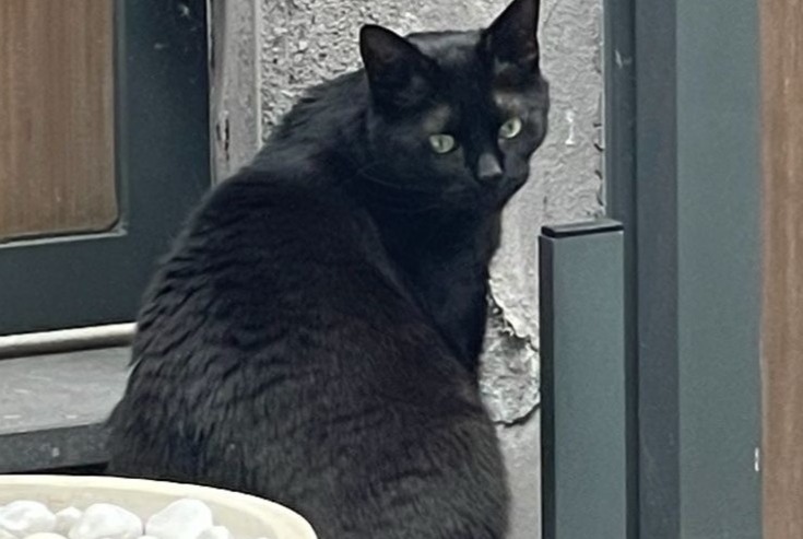 Alerta de Desaparición Gato Macho , 5 años Wezembeek-Oppem Bélgica