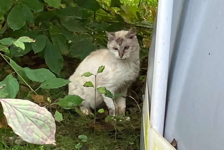 Alerta de Hallazgo Gato Desconocido Ohey Bélgica