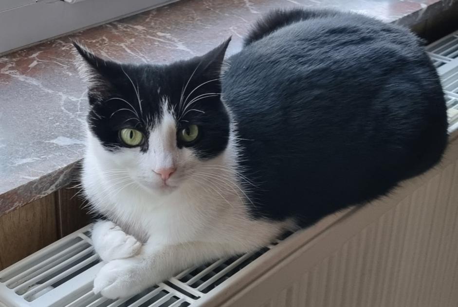 Alerta de Desaparición Gato cruce Macho , 3 años Estinnes Bélgica