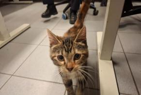 Alerta de Hallazgo Gato Hembra Ixelles Bélgica