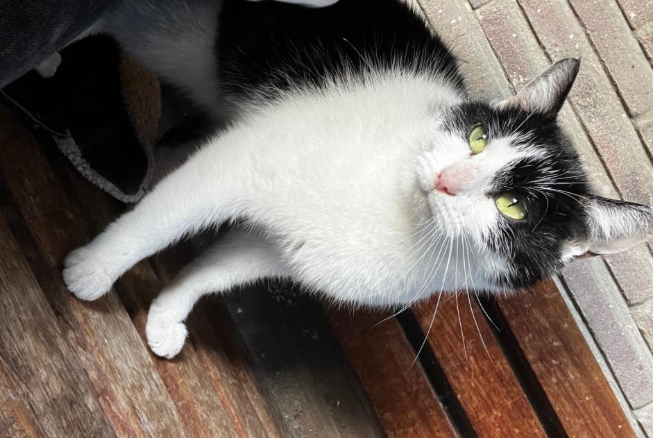 Alerta de Hallazgo Gato Desconocido Jette Bélgica