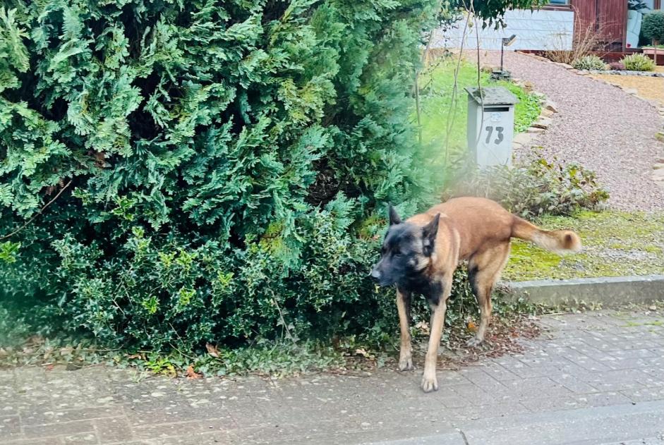 Alerta de Hallazgo Perro  Macho Gerpinnes Bélgica