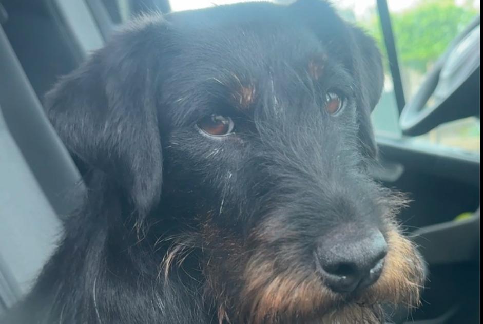 Alerta de Desaparición Perro  Hembra , 3 años Frasnes-lez-Anvaing Bélgica