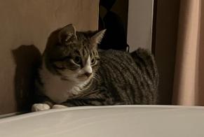 Alerta de Desaparición Gato  Macho , 0 años Wavre Bélgica