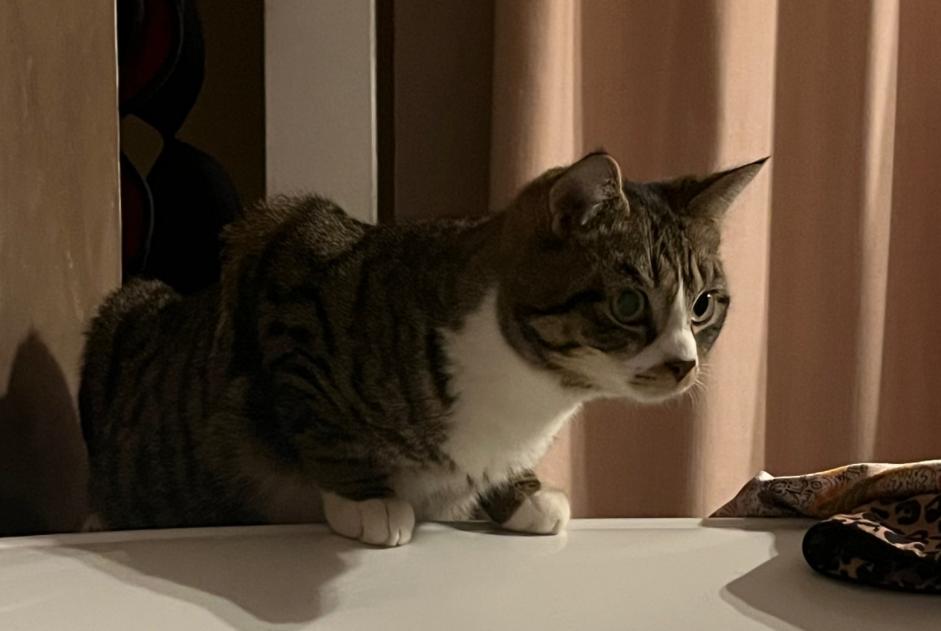 Alerta de Desaparición Gato  Macho , 0 años Wavre Bélgica