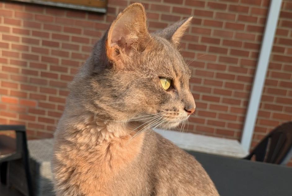 Alerta de Desaparición Gato  Macho , 1 años Charleroi Bélgica