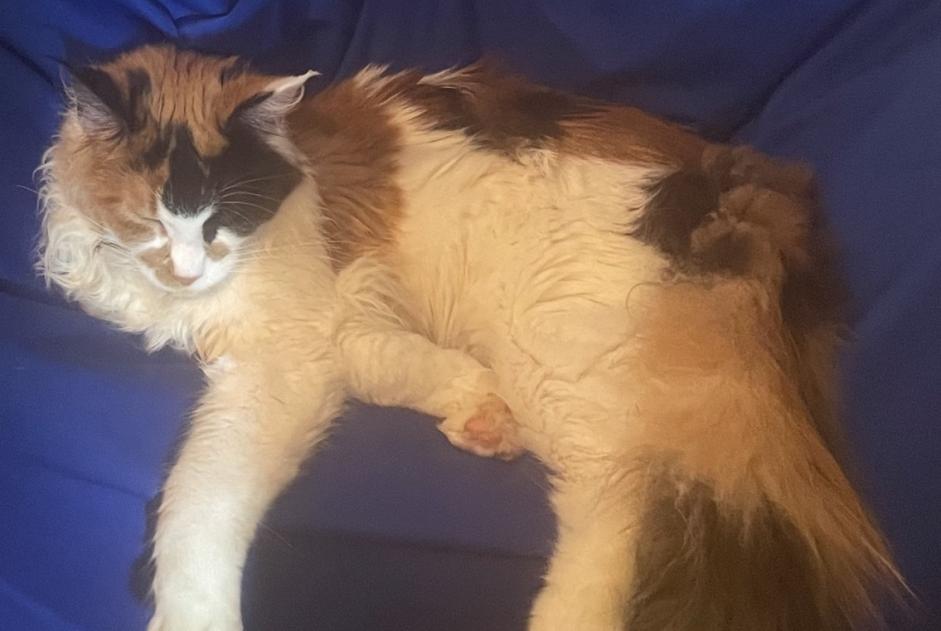 Alerta de Desaparición Gato  Hembra , 0 años Namur Bélgica