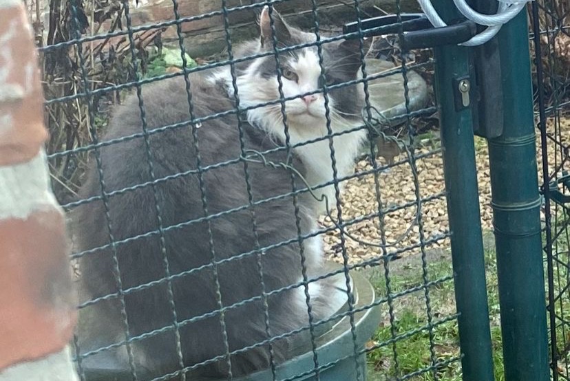 Alerta de Hallazgo Gato cruce Desconocido Chaumont-Gistoux Bélgica