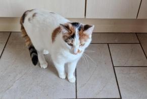 Alerta de Hallazgo Gato cruce Hembra Limbourg Bélgica