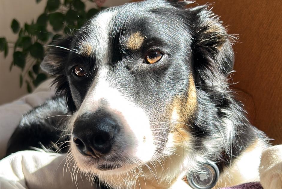 Alerta de Desaparición Perro  Hembra , 3 años Mons Bélgica