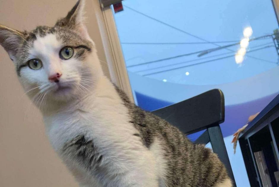 Alerta de Desaparición Gato cruce Macho , 2 años Silly Bélgica