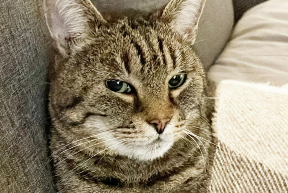 Alerta de Desaparición Gato Macho , 12 años Ixelles Bélgica